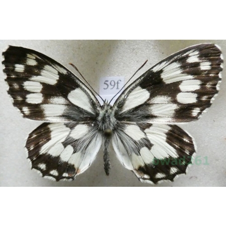 Melanargia galathea (Linnaeus, 1758) male Polowiec szachownica Czech59f